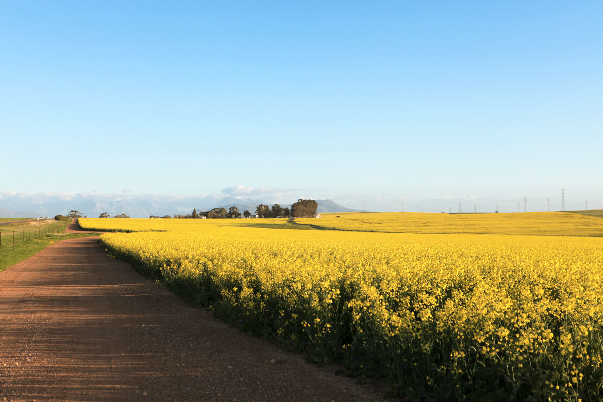 Spring in UAR